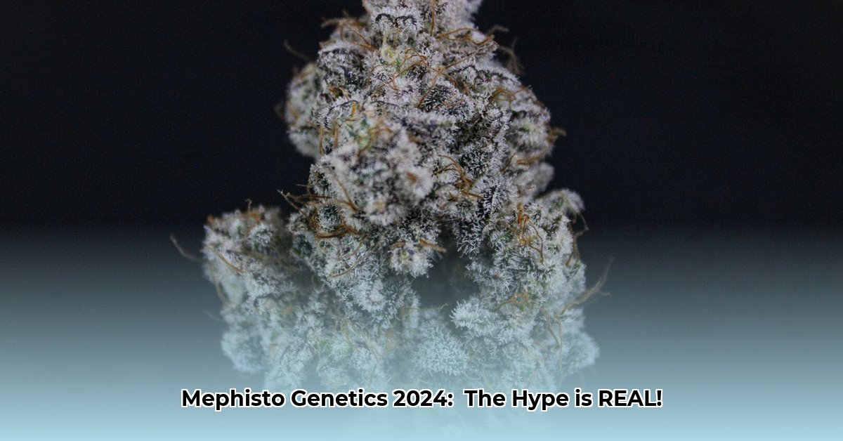 what-happened-to-mephisto-genetics